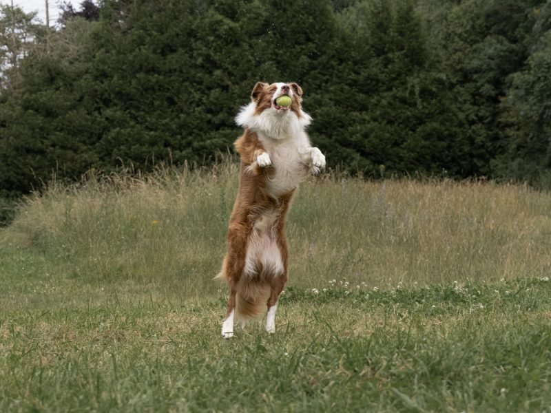 Mojitoripictures Photographe Belgique Liege Chien Portrait Animalier Action