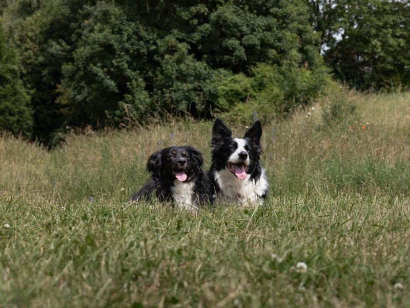 Mojitoripictures Photographe Belgique Liege Chien Portrait Animalier Action