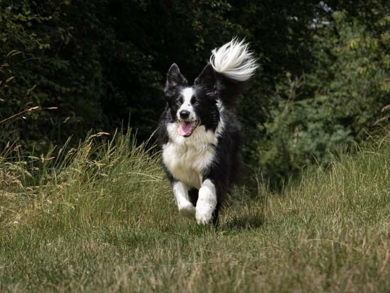 Mojitoripictures Photographe Belgique Liege Chien Portrait Animalier Action