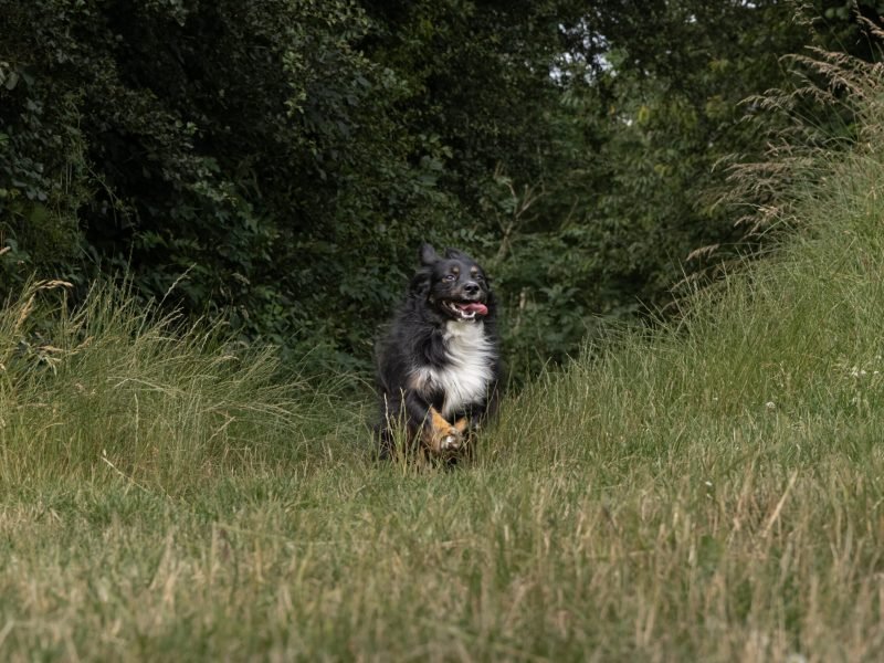 Mojitoripictures Photographe Belgique Liege Chien Portrait Animalier Action