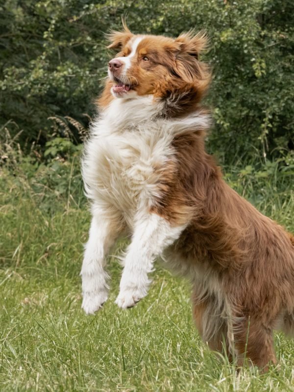 Mojitoripictures Photographe Belgique Liege Chien Portrait Animalier Action