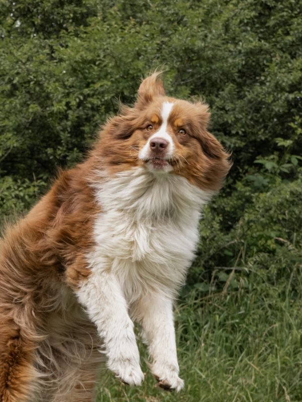 Mojitoripictures Photographe Belgique Liege Chien Portrait Animalier Action