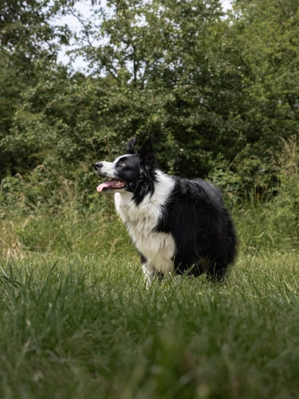 Mojitoripictures Photographe Belgique Liege Chien Portrait Animalier Action