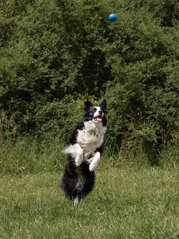 Mojitoripictures Photographe Belgique Liege Chien Portrait Animalier Action