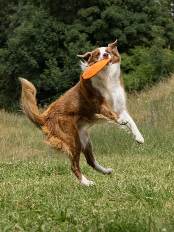 Mojitoripictures Photographe Belgique Liege Chien Portrait Animalier Action