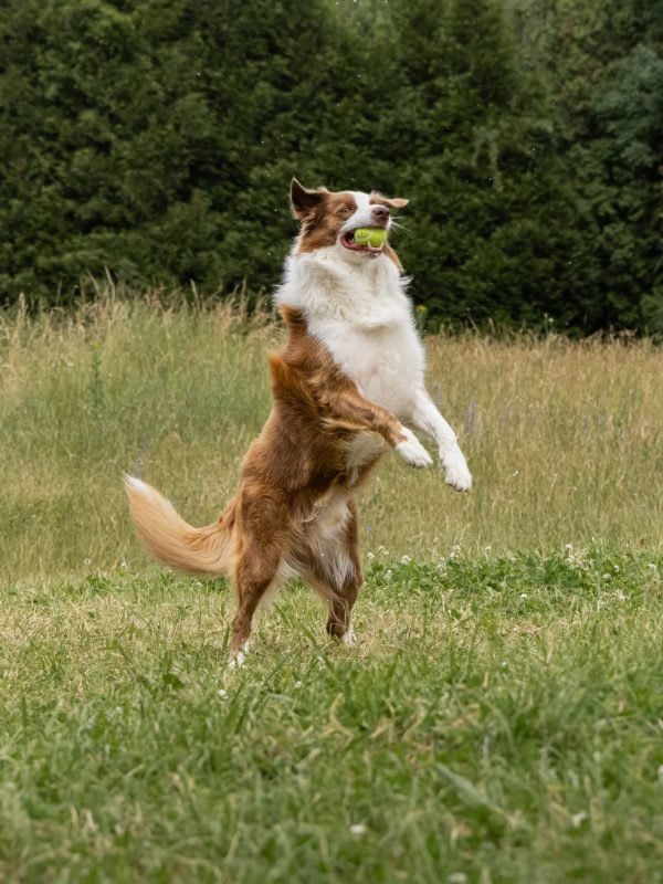 Mojitoripictures Photographe Belgique Liege Chien Portrait Animalier Action