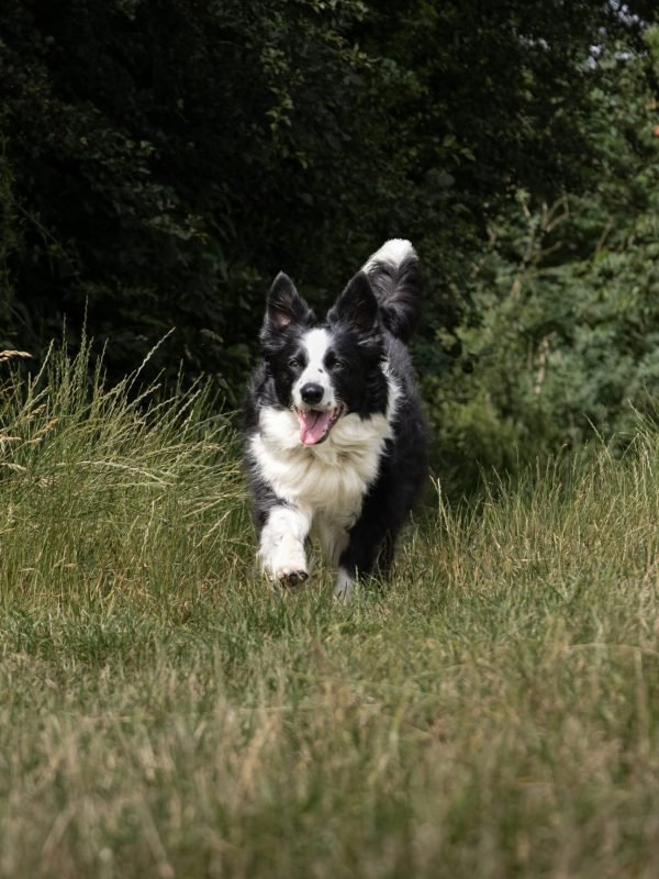 Mojitoripictures Photographe Belgique Liege Chien Portrait Animalier Action