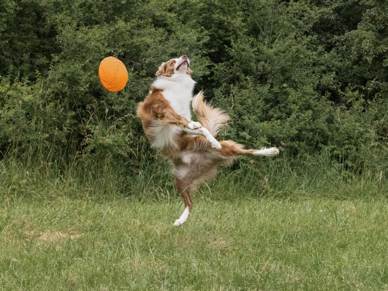 Mojitoripictures Photographe Belgique Liege Chien Portrait Animalier Action