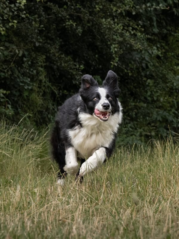 Mojitoripictures Photographe Belgique Liege Chien Portrait Animalier Action
