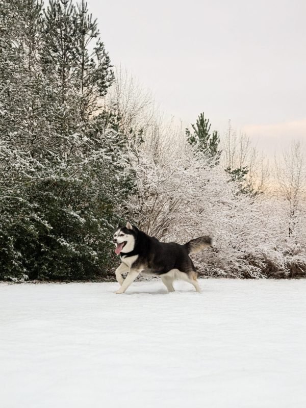 Mojitoripictures Photographe Belgique Liege Chien Portrait Animalier Action