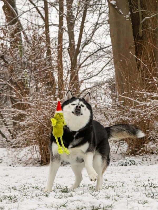 Mojitoripictures Photographe Belgique Liege Chien Portrait Animalier Action