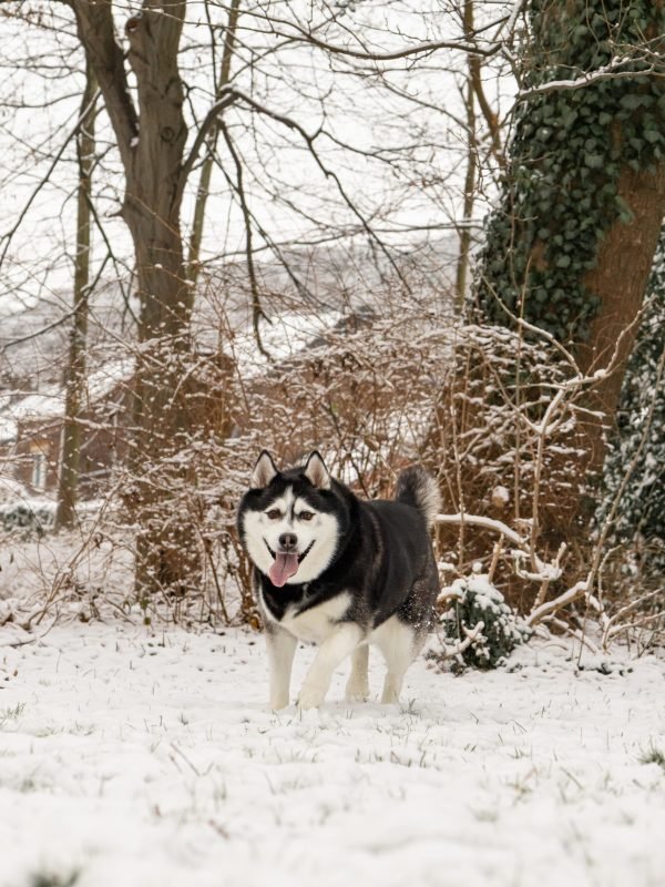 Mojitoripictures Photographe Belgique Liege Chien Portrait Animalier Action