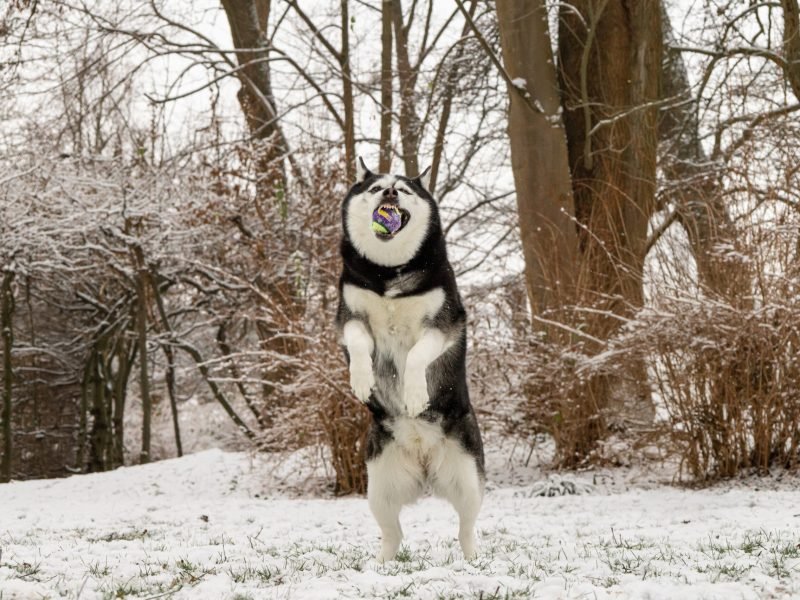 Mojitoripictures Photographe Belgique Liege Chien Portrait Animalier Action