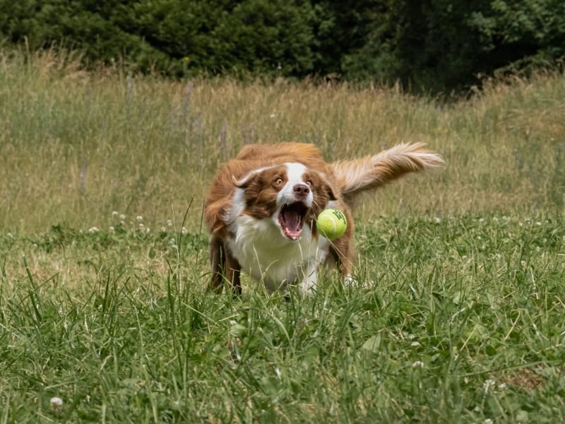 Mojitoripictures Photographe Belgique Liege Chien Portrait Animalier Action
