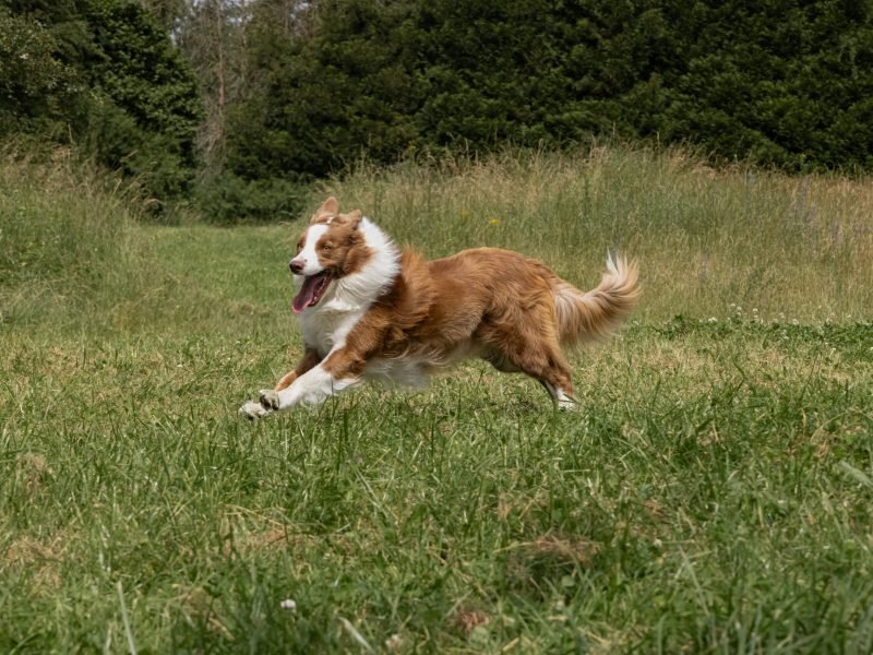 Mojitoripictures Photographe Belgique Liege Chien Portrait Animalier Action