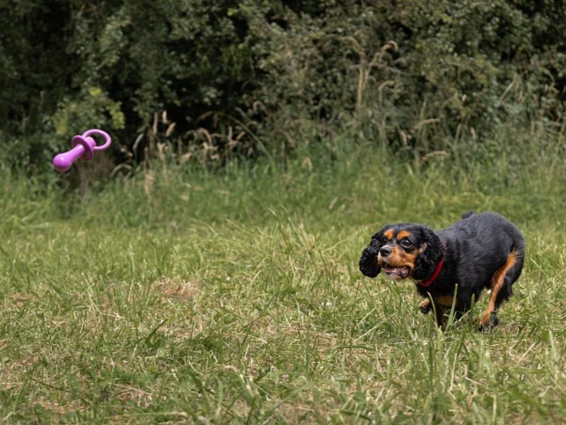 Mojitoripictures Photographe Belgique Liege Chien Portrait Animalier Action