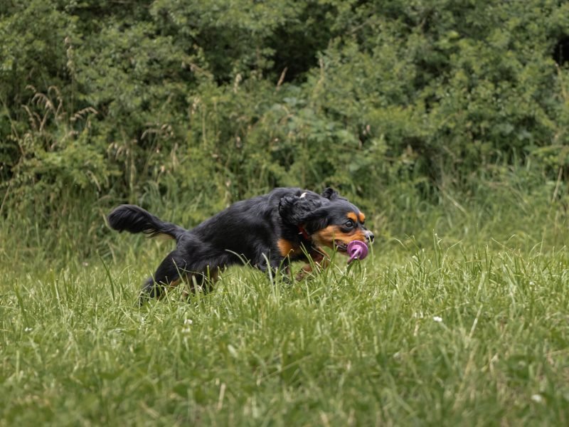 Mojitoripictures Photographe Belgique Liege Chien Portrait Animalier Action