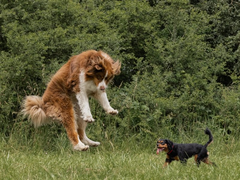 Mojitoripictures Photographe Belgique Liege Chien Portrait Animalier Action