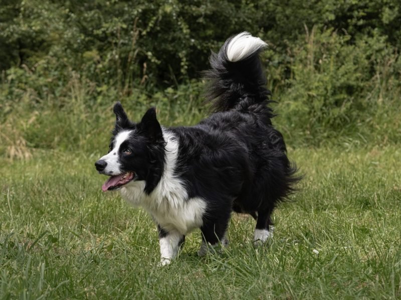 Mojitoripictures Photographe Belgique Liege Chien Portrait Animalier Action